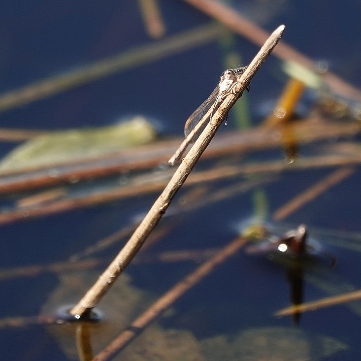 een bruine winterjuffer op een retstengel