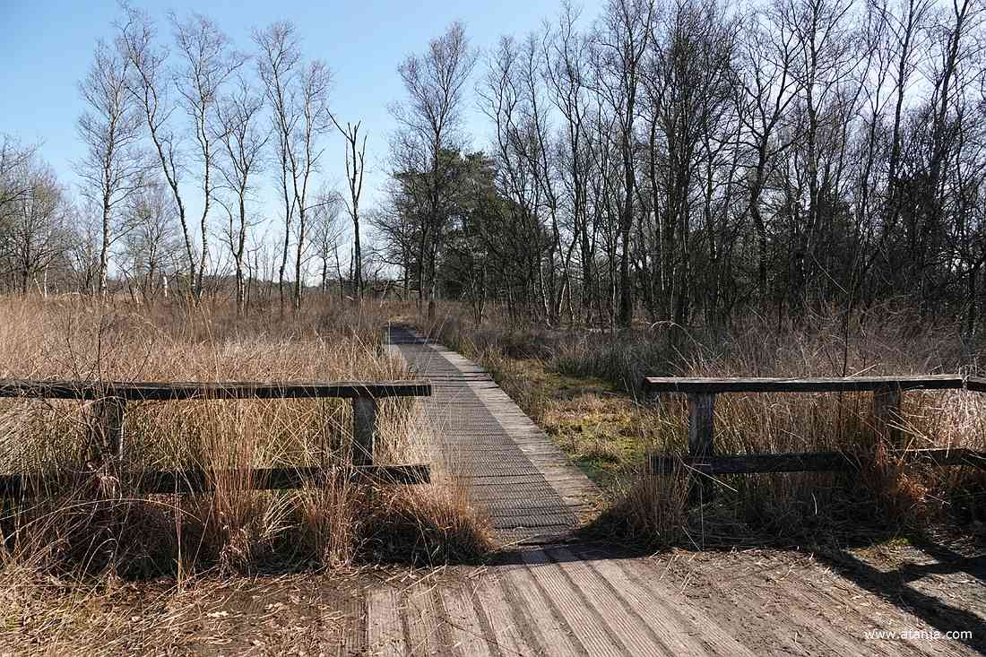 het licht hellende vlonderpad naar de libellevlonder