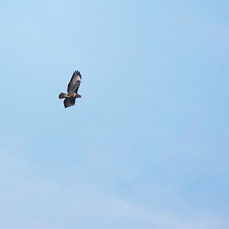 een hoog overvliegende buizerd