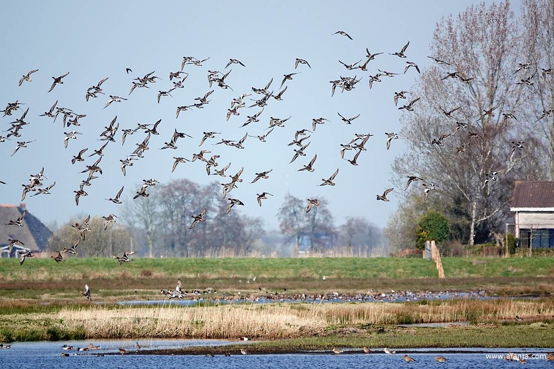 een groep opvliegende smienten
