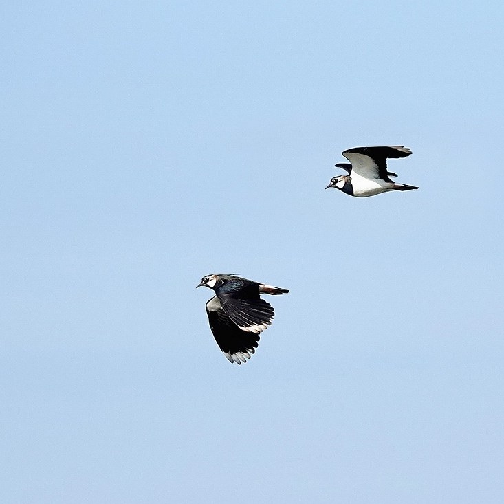 twee passerende kieviten