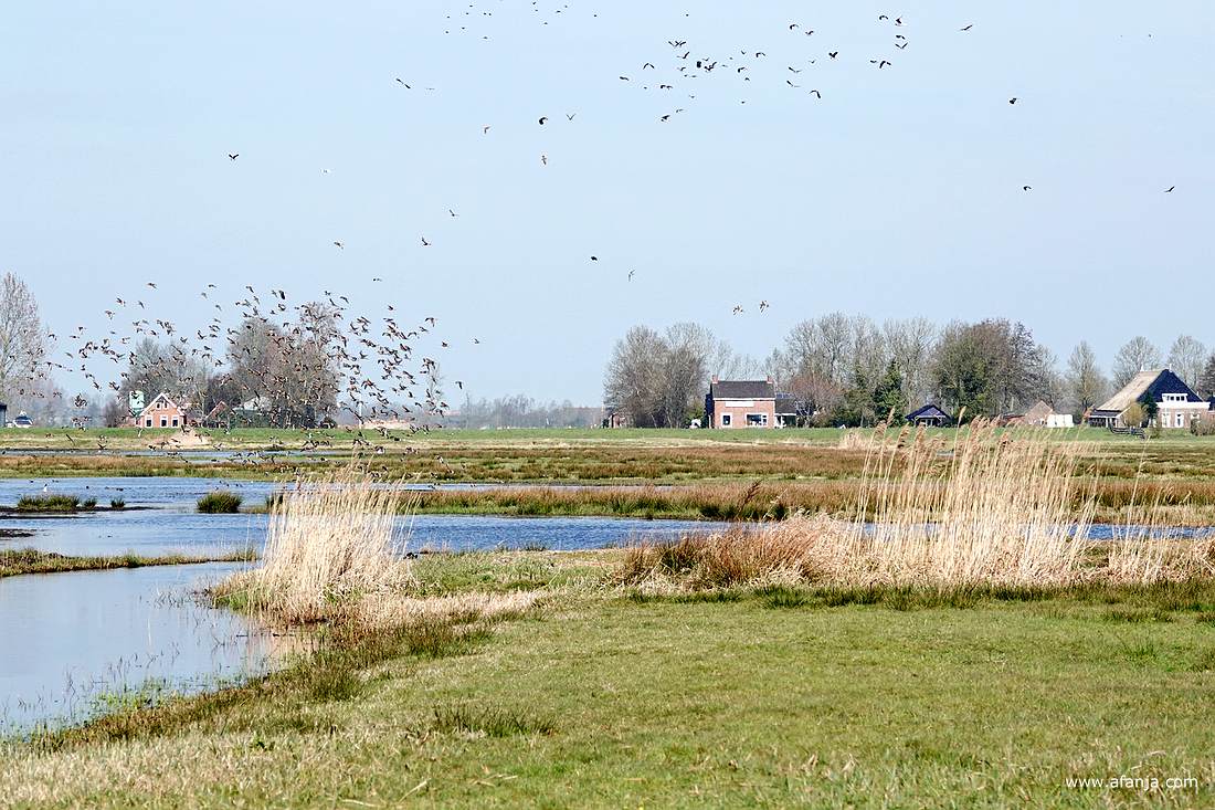 een groep landende grutto's