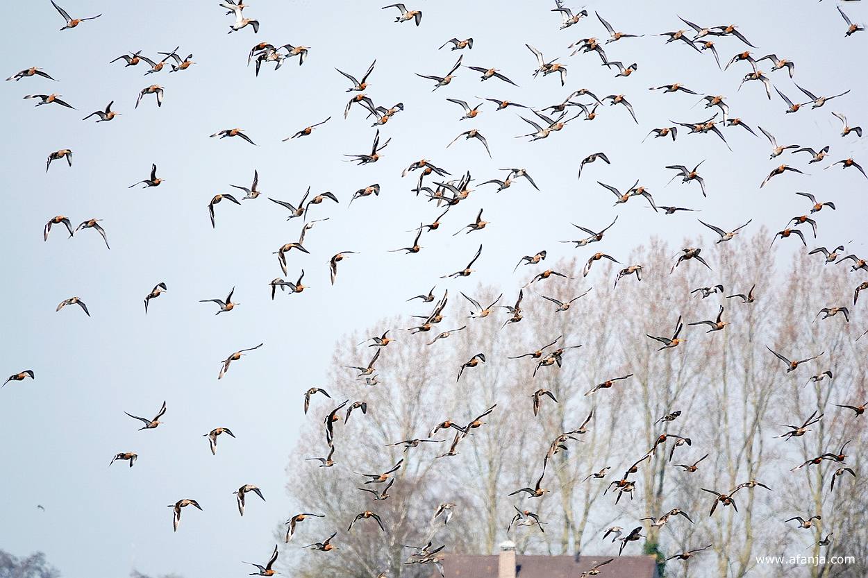 een zwerm grutto's in de vlucht