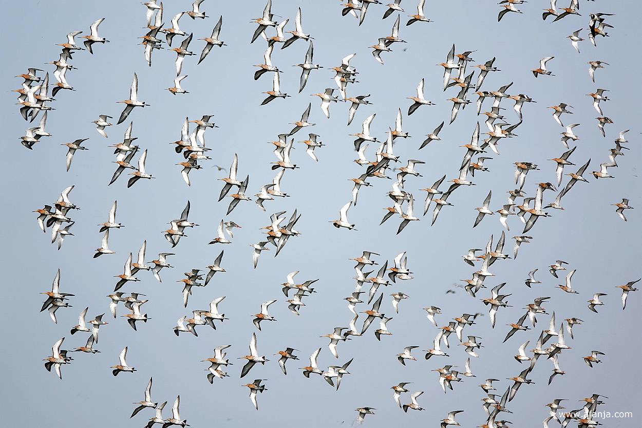 een zwerm grutto's in de vlucht