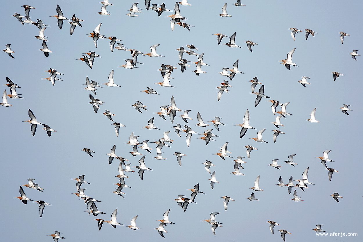een zwerm grutto's en enkele kemphanen in de vlucht