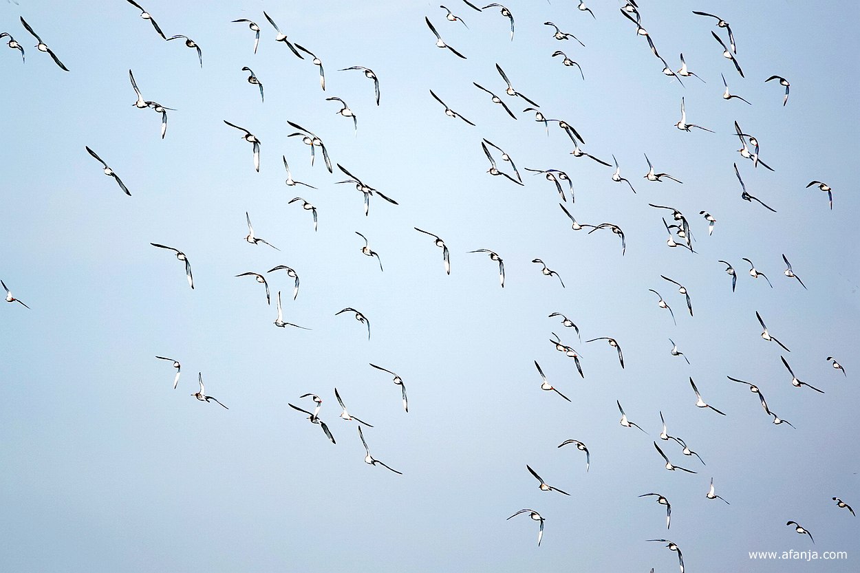 een zwerm grutto's en enkele kemphanen in de vlucht