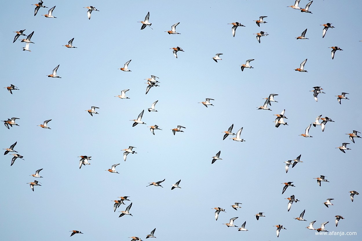 een zwerm grutto's en enkele kemphanen in de vlucht