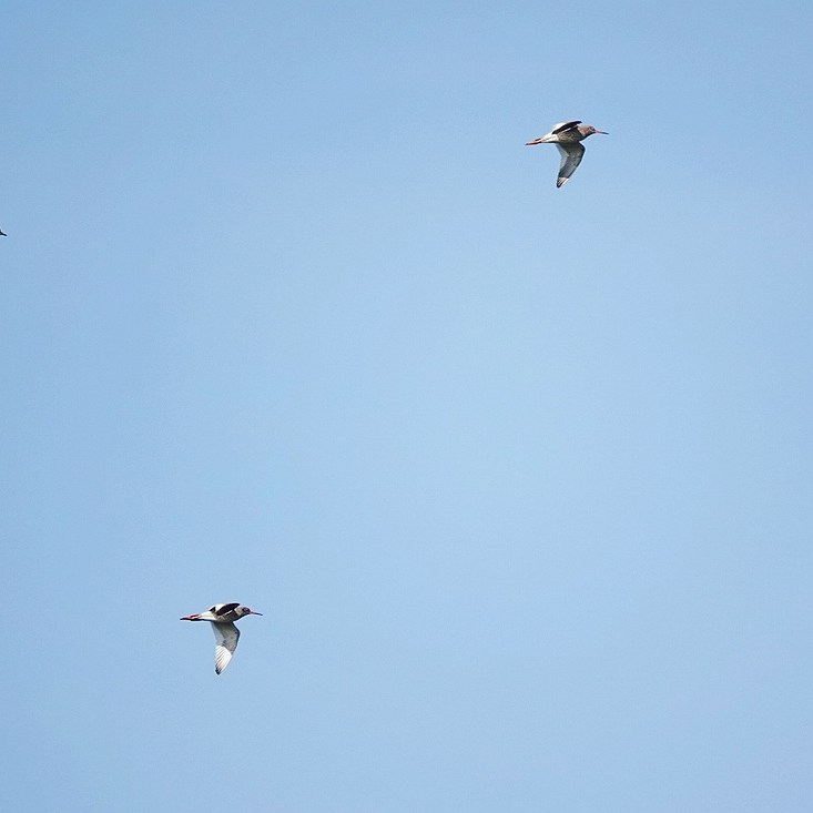 twee overvliegende kieviten en twee tureluurs