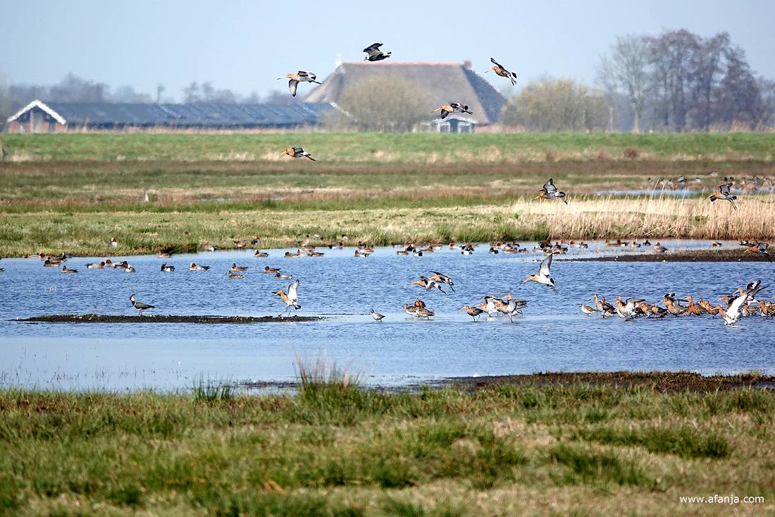 een groepje grutto's landt in het water waar ook andere vogels staan