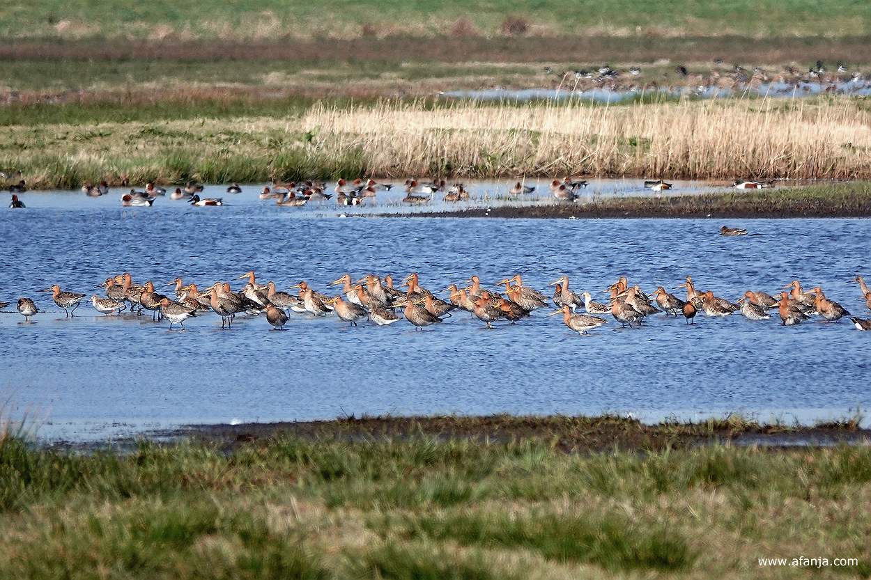 een groep grutto's staat rustig in het water