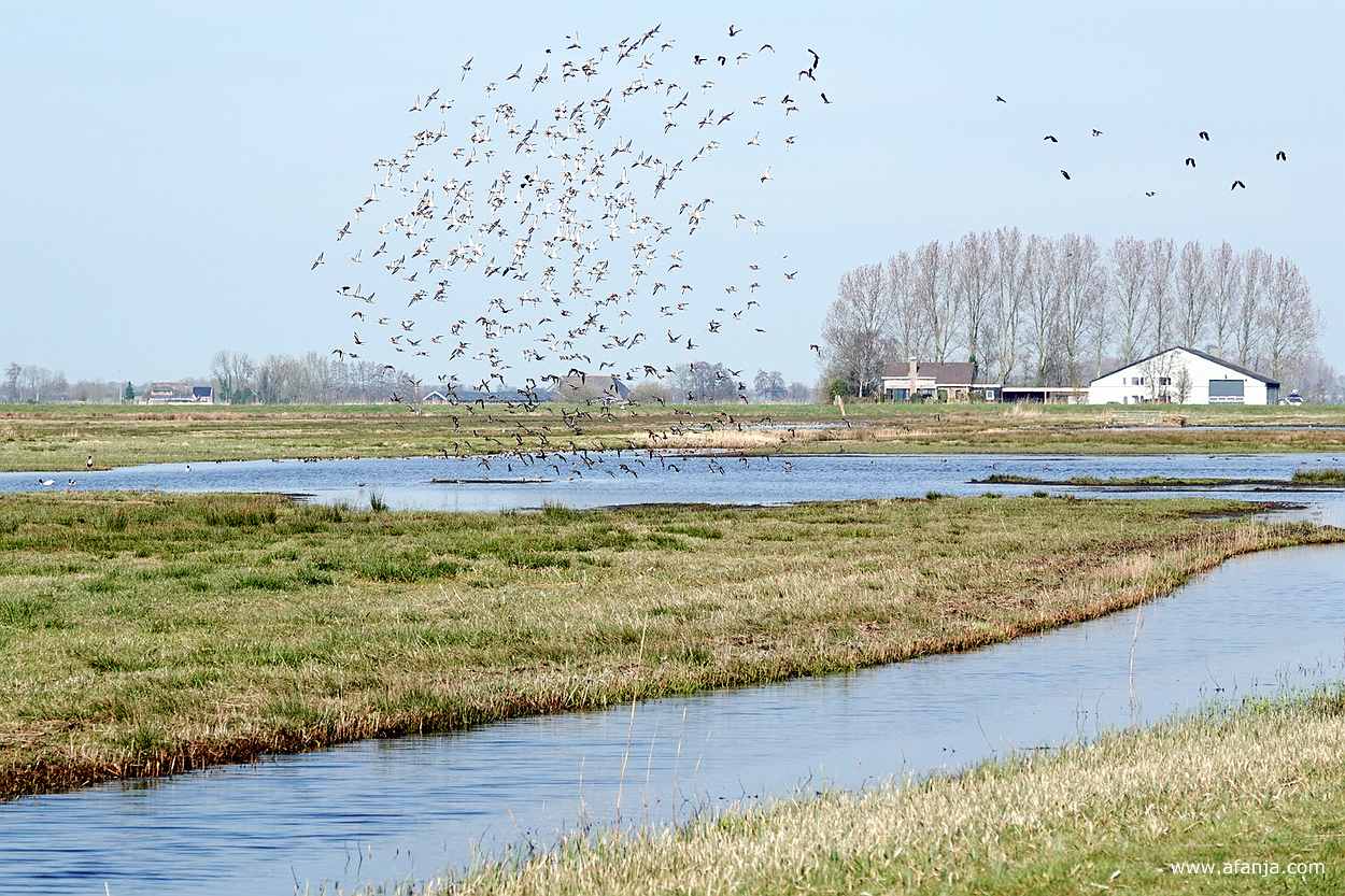 een zwerm vogels boven plasdrasland