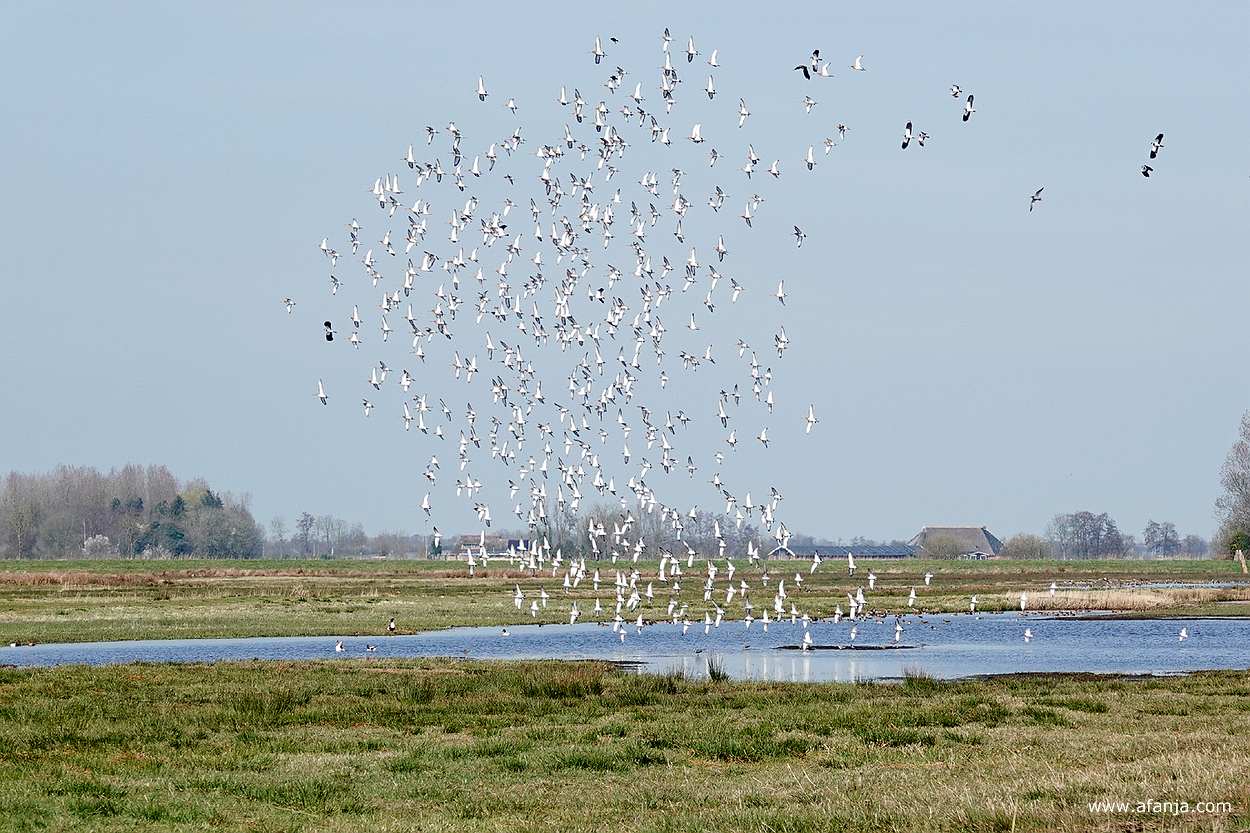 een zwerm vogels boven plasdrasland