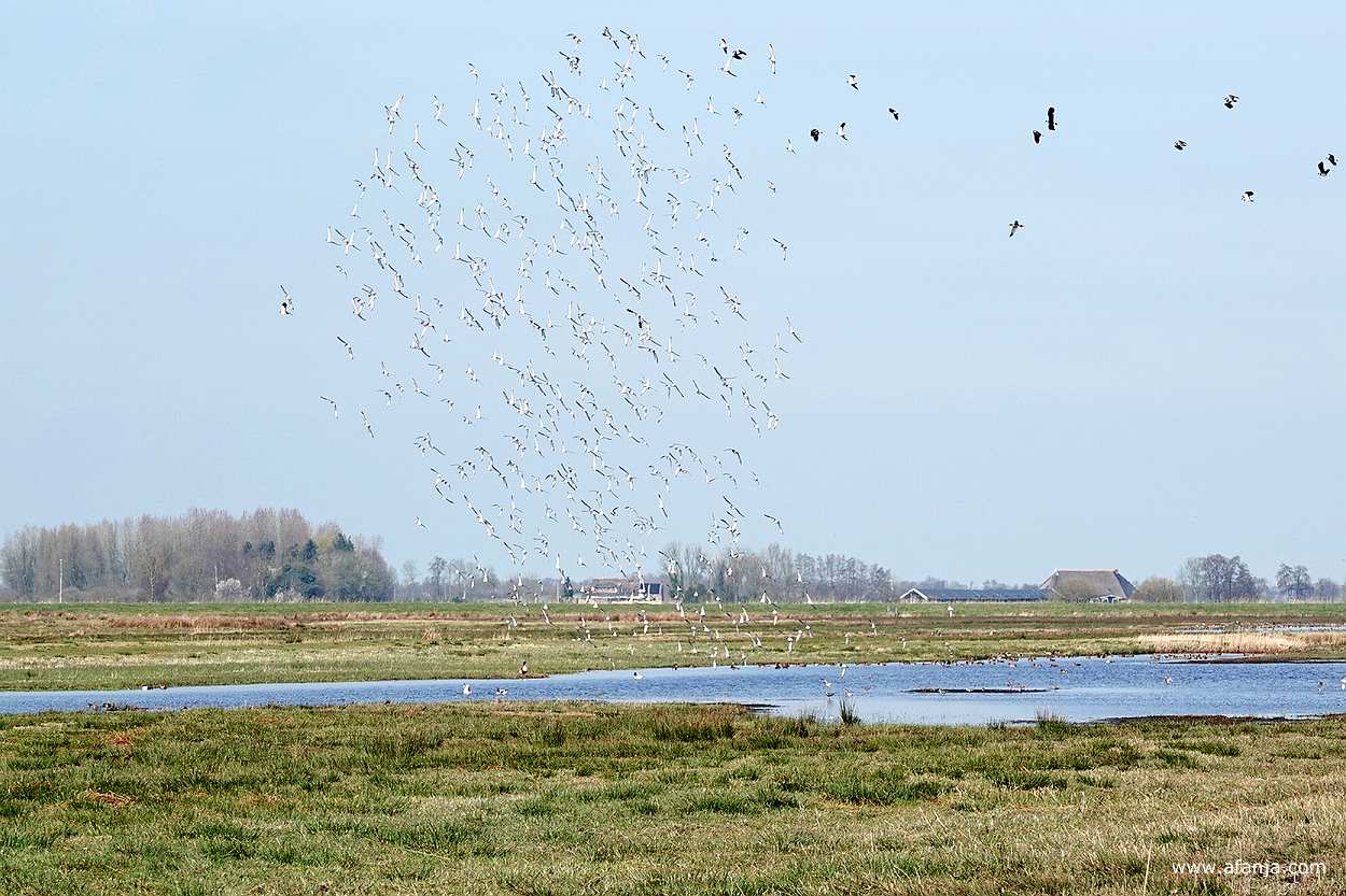 een zwerm vogels boven plasdrasland