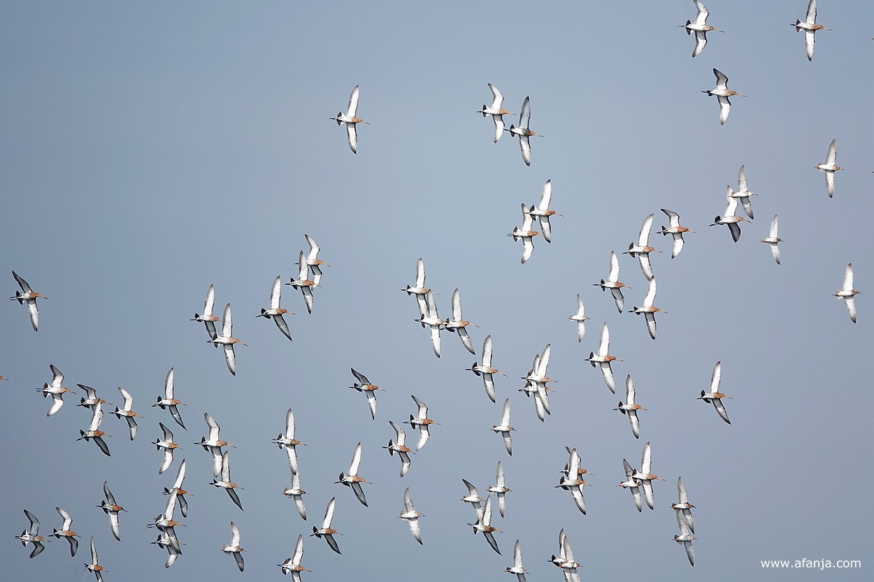 een zwerm grutto's en enkele kemphanen in de vlucht