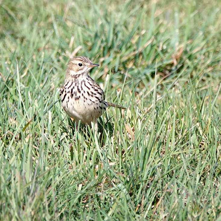 een graspieper in het gras