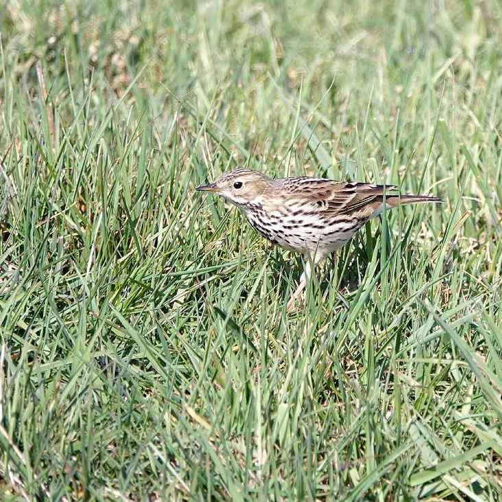 een graspieper in het gras