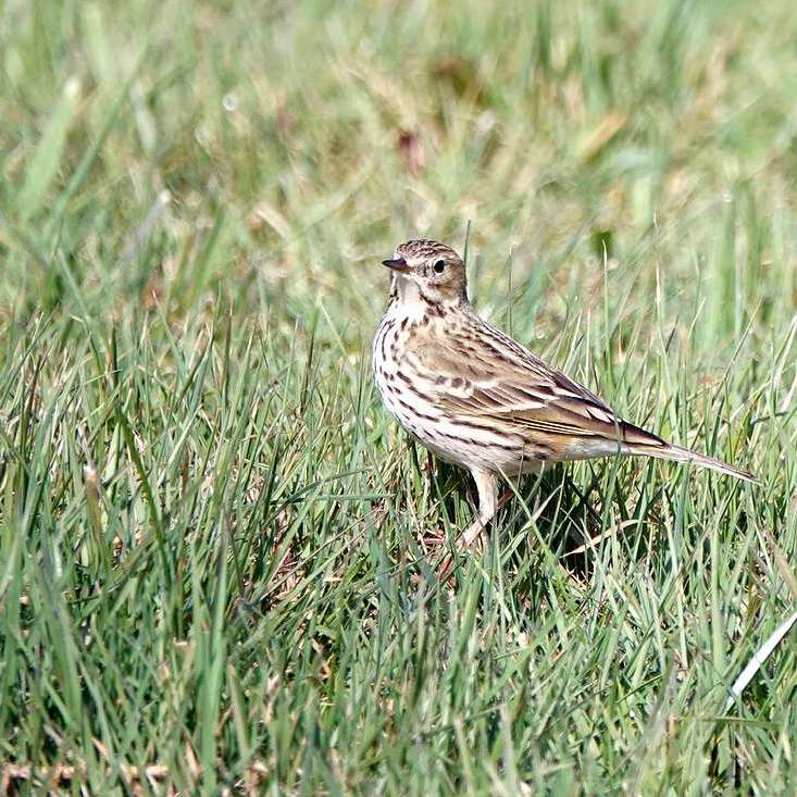 een graspieper in het gras