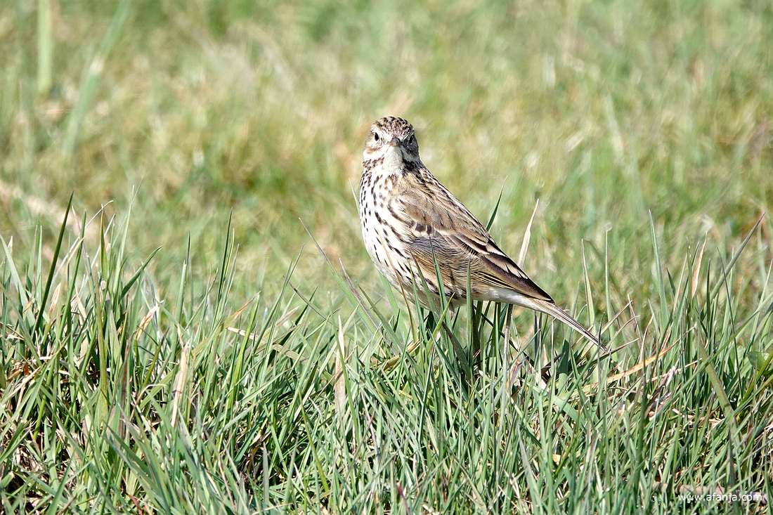 een graspieper in het gras