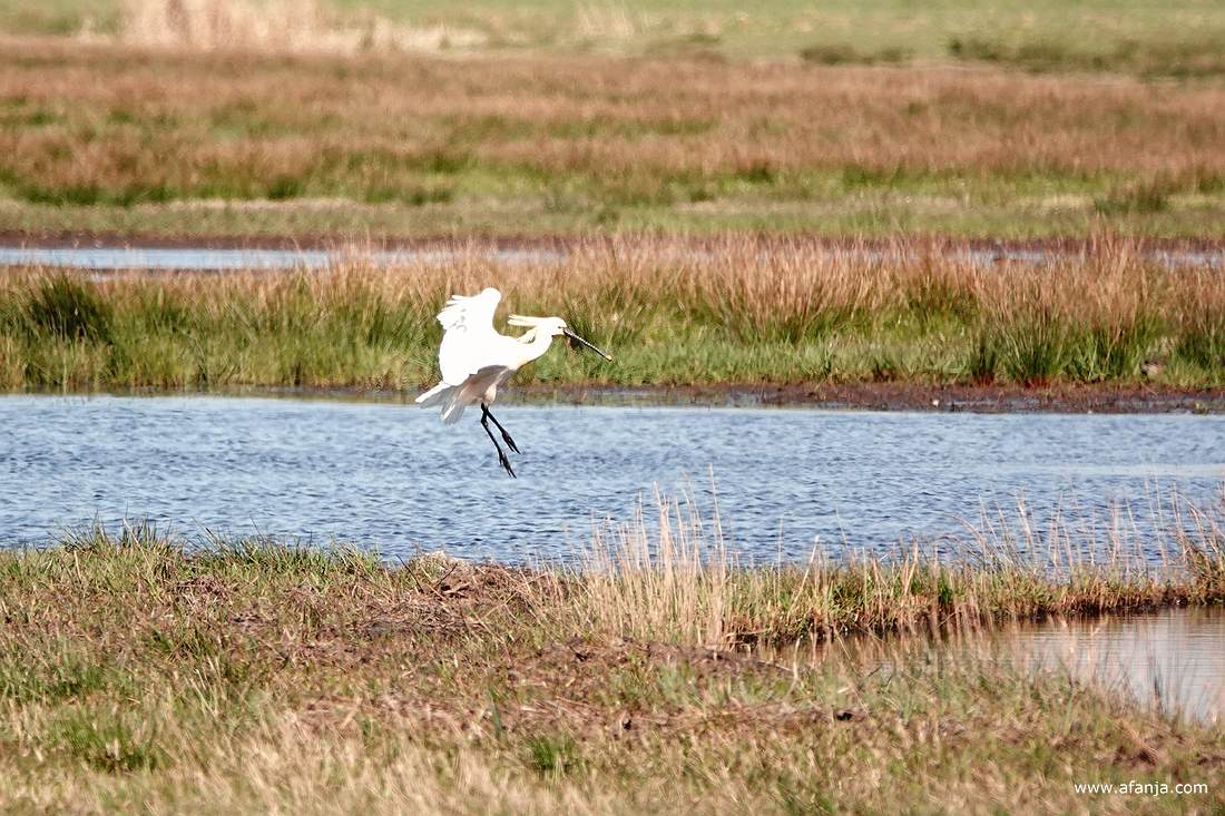 een lepelaar landt in een stuk plasdras-land