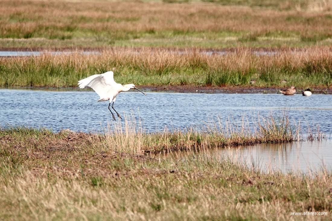 een lepelaar landt in een stuk plasdras-land
