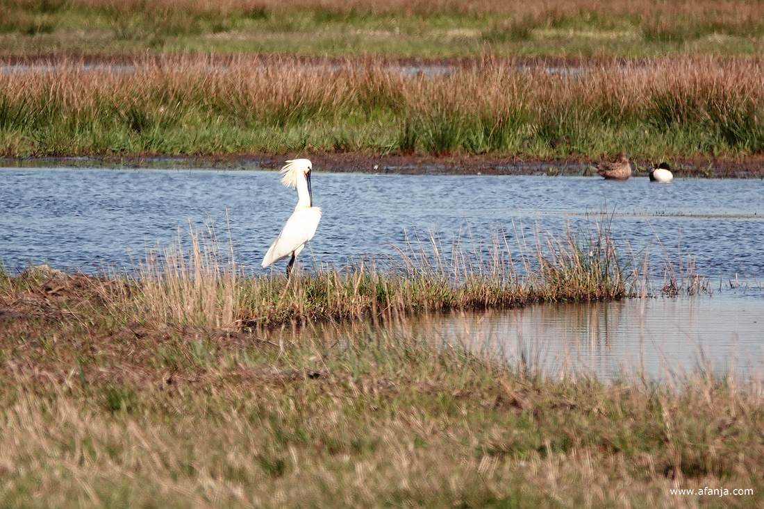 na de landing poetst de lepelaar zijn veren
