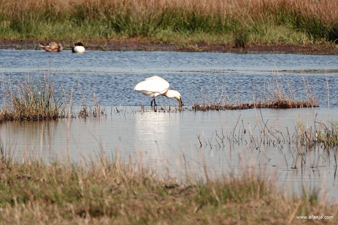 de lepelaar is aan het foerageren