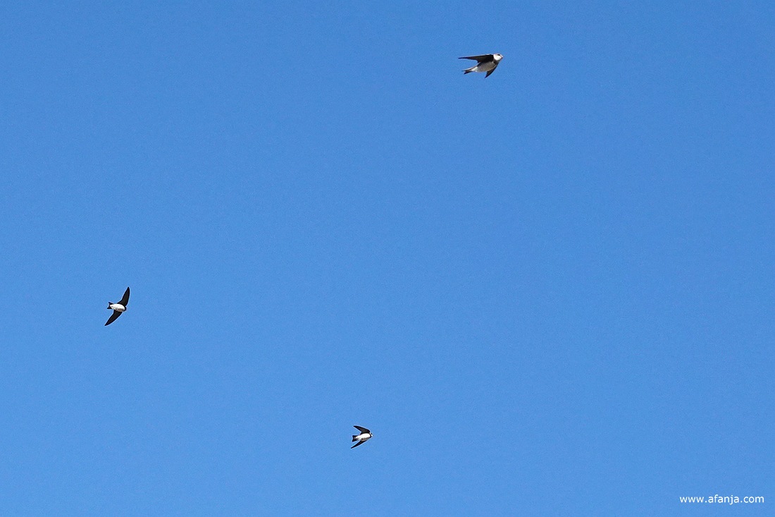 zwaluwen 'thundering through the clear sky'