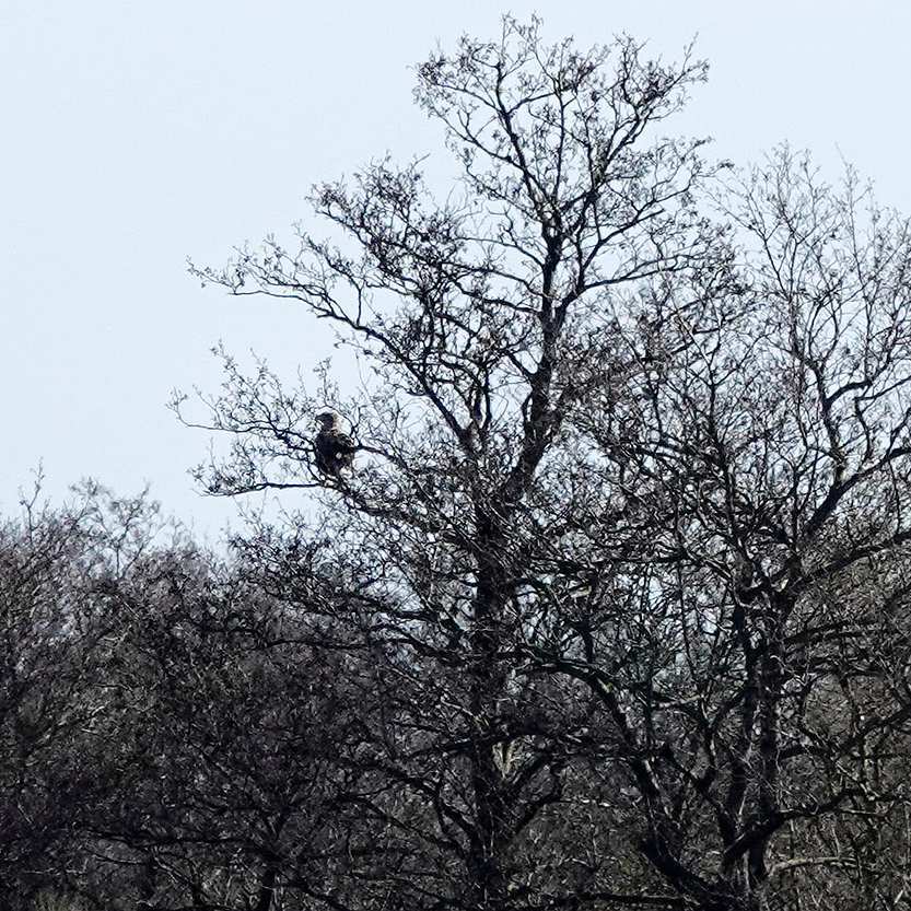 in de linker boom zit een zeearend op de uitkijk