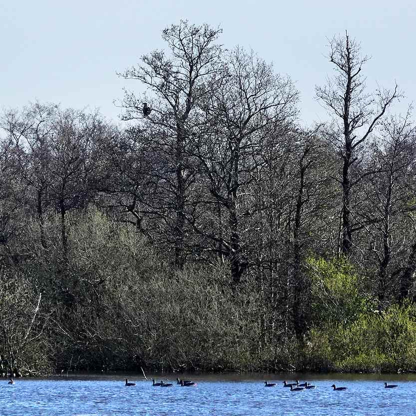 in de linker boom zit een zeearend op de uitkijk