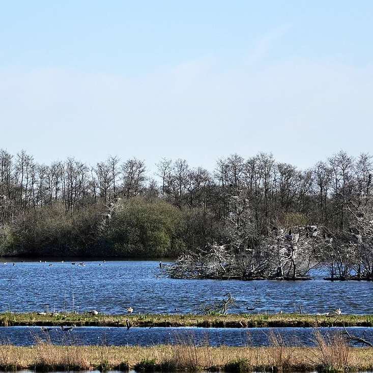 restanten van de oude legakkers en daarachter rechts in beeld een aalscholverkolonie