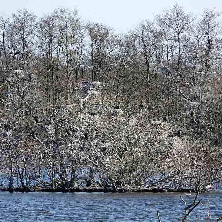 een aalscholverkolonie op wit uitgeslagen takken van de vele vogelpoep