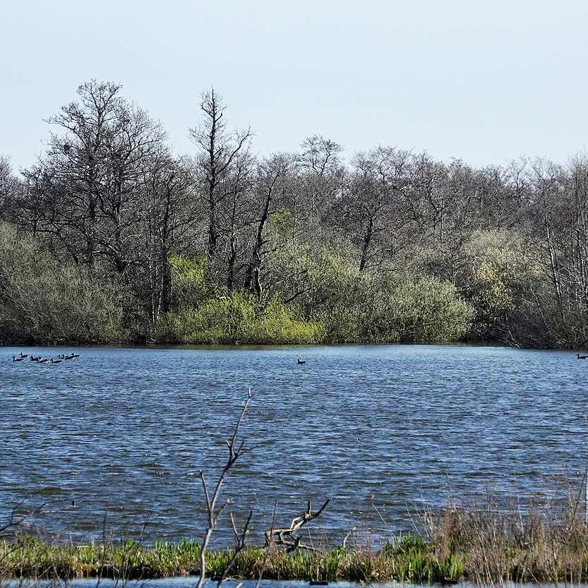 in de linker boom zit een zeearend op de uitkijk