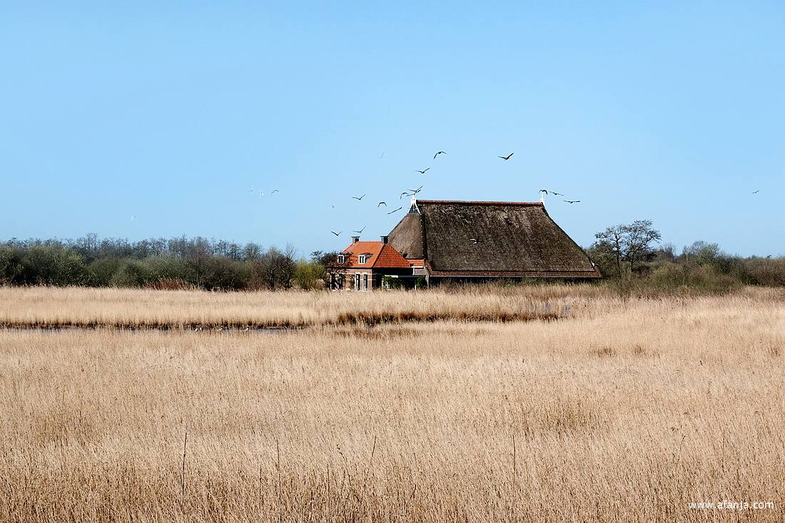 een boerderij tussen rietland en moerasbos