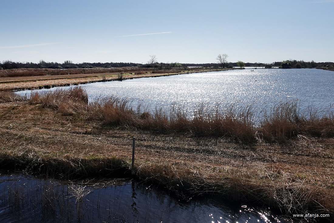 rietland en water in tegenlicht