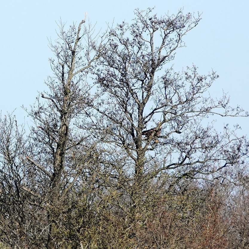 een zeearend zit deels verstopt achter een dikke tak in een boom