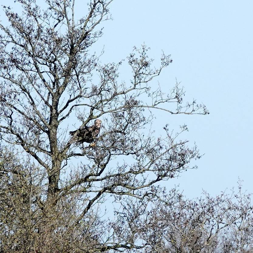 een zeearend zit in een boom op de uitkijk