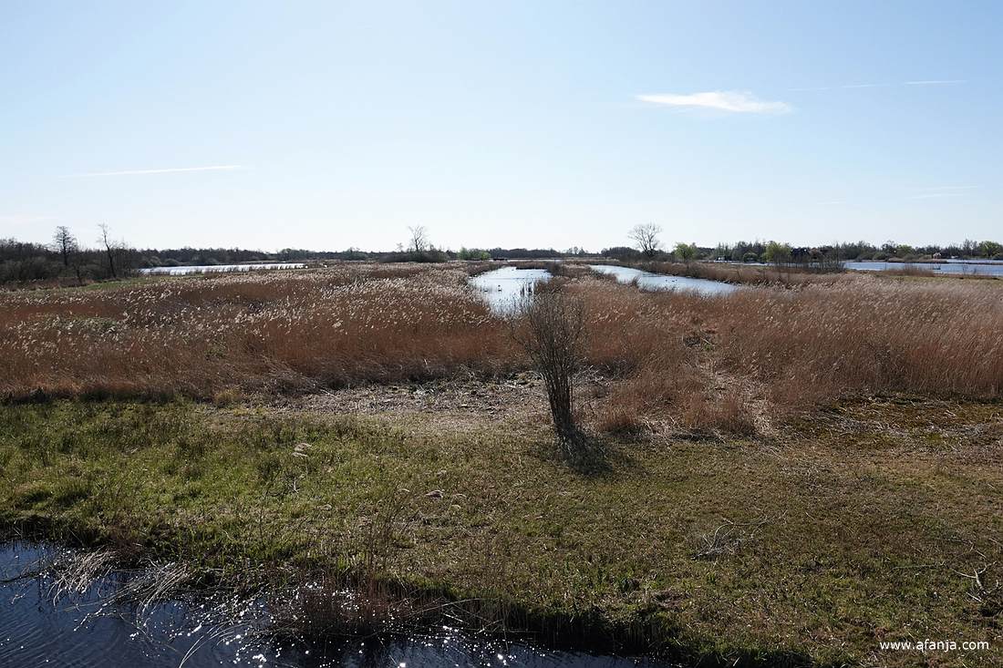 rietland en petgaten in 'de Alde Feanen'