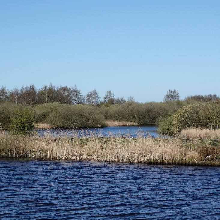moerasbos in 'de Alde Feanen'