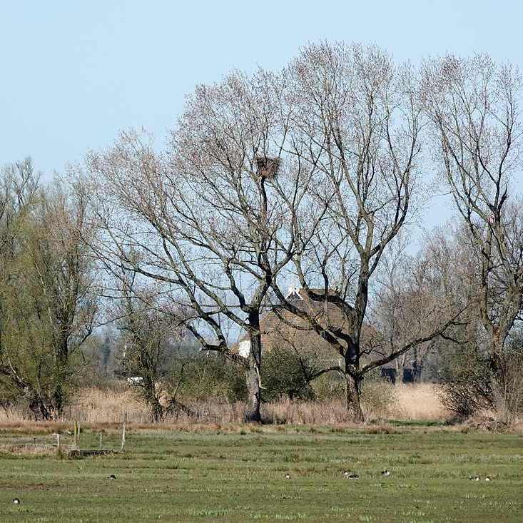 het nest van de familie zeearend