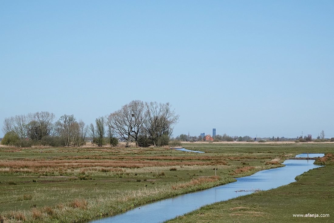 oude boerenland in 'de Alde Feanen' met op de achtergrond de skyline van Leeuwarden