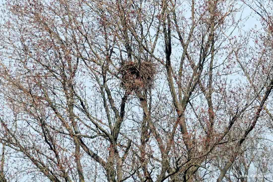 close-up van het nest van de familie zeearend