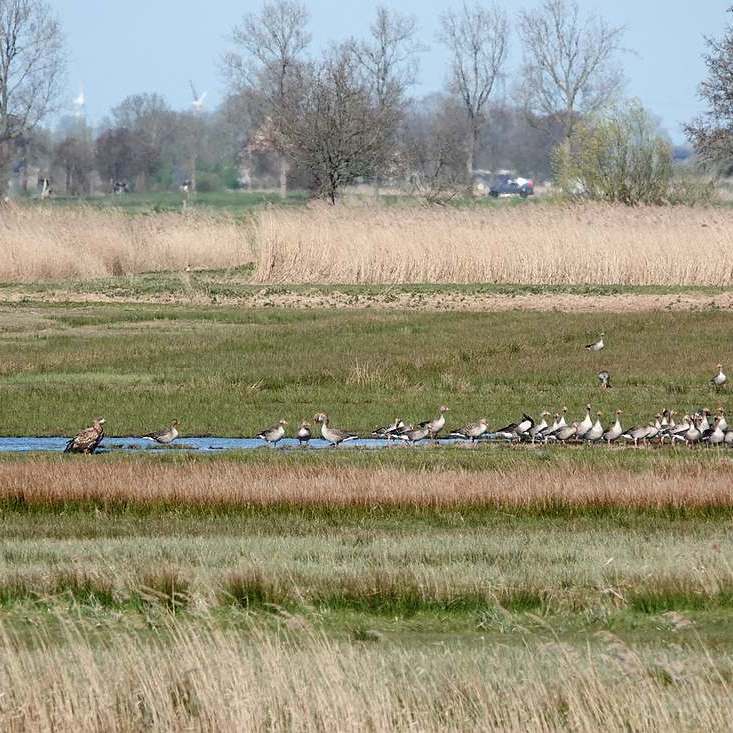 een nog niet volgroeide zeearend zit in alle rust bij een groep grauwe ganzen