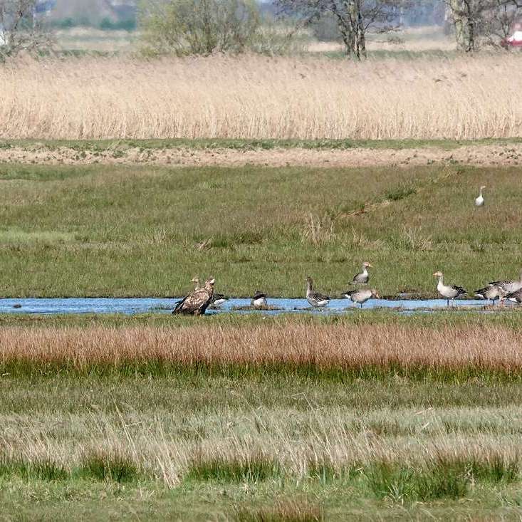een nog niet volgroeide zeearend zit in alle rust bij een groep grauwe ganzen