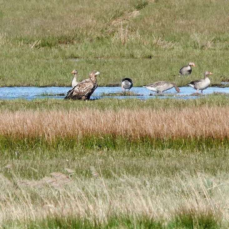 een nog niet volgroeide zeearend zit in alle rust bij een groep grauwe ganzen