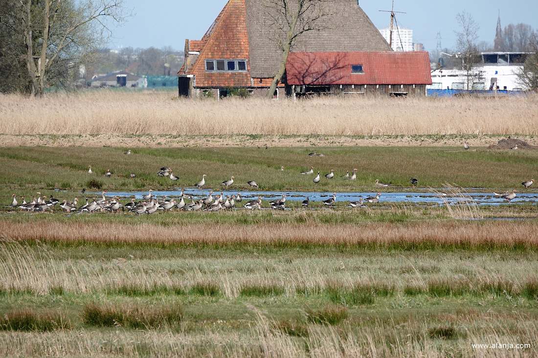 een groep grauwe ganzen zit in een stuk plasdras-land
