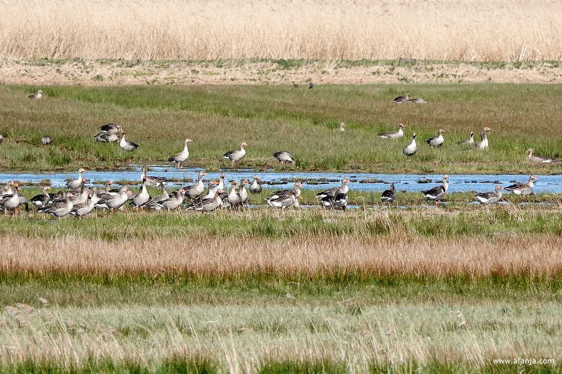 een groep grauwe ganzen zit in een stuk plasdras-land