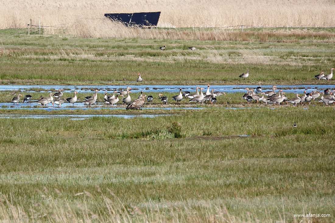 een nog niet volgroeide zeearend zit in alle rust tussen een groep grauwe ganzen