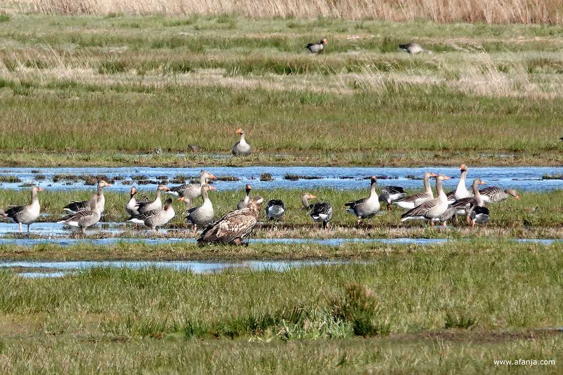een nog niet volgroeide zeearend zit in alle rust tussen een groep grauwe ganzen