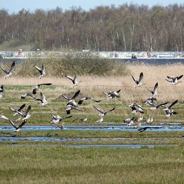een groep grauwe ganzen gaat op de vlucht