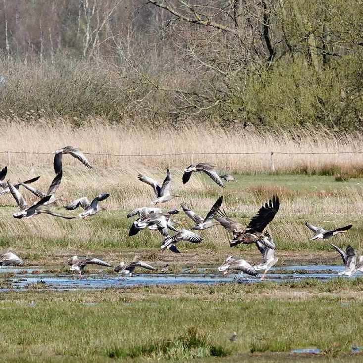 een groep grauwe ganzen en een zeearend